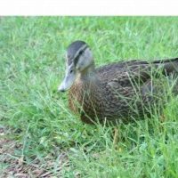 Duck-400x284