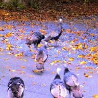 Ducks-2