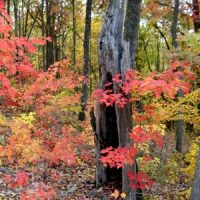 Fall-2007-1