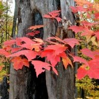 Fall-2007-6-400x284