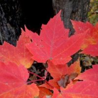 Fall-2007-7-400x284