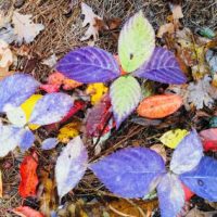 Lynda-Occhiuzzo-Fall-Leaves-400x284