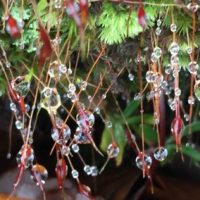 Lynda-Occhiuzzo-Icicles-400x284