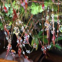 Lynda-Occhiuzzo-Icicles