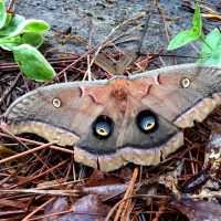 Lynda-Occhiuzzo-Moth_adjusted_1640
