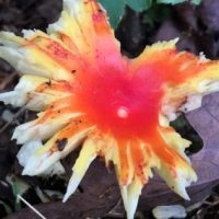 Lynda-Occhiuzzo-mushroom4-400x284