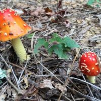Lynda-Occhiuzzo-mushroom5-400x284