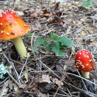 Lynda-Occhiuzzo-mushroom5
