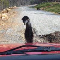 More-Emu-400x284