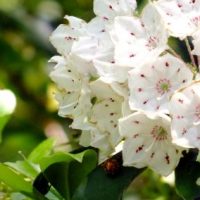 Mountain-Laurel-400x284