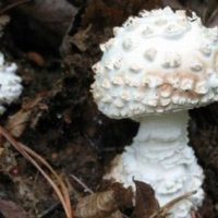 Mushroom-2-400x284