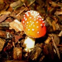 Mushroom-400x284