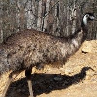 Our-Resident-Emu-400x284