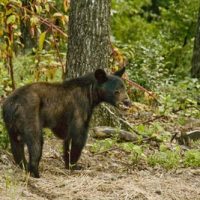 Skinny-Bear
