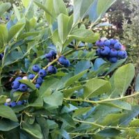 blueberries-400x284