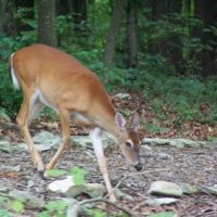 deer-400x284