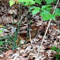 fawn-400x284