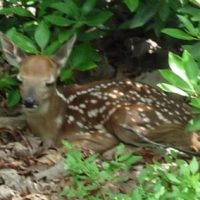 fawn2-400x284