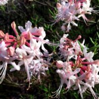 wild-azaleas-400x284
